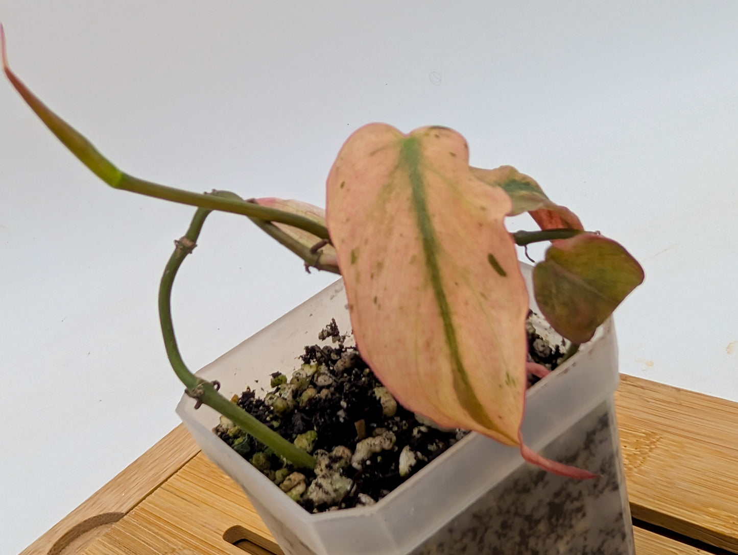 Philodendron Micans Mint Pink Variegated