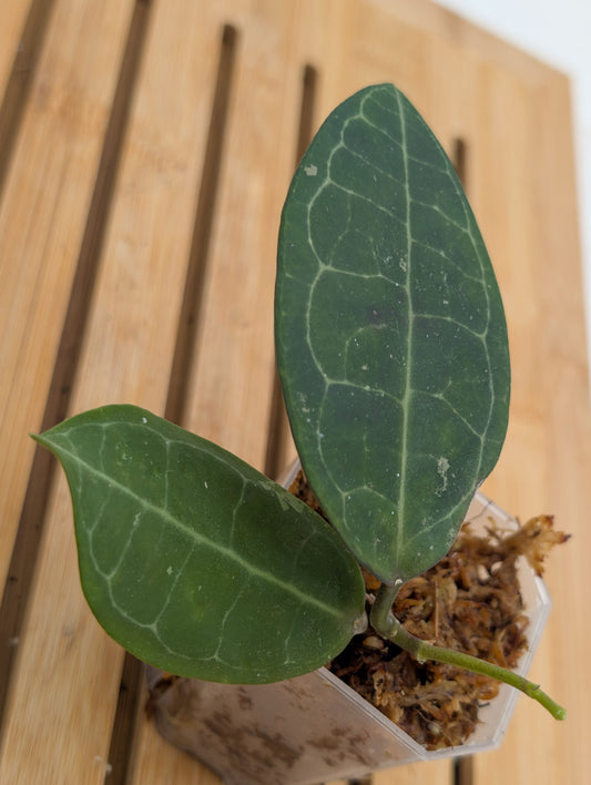 Hoya Elliptica