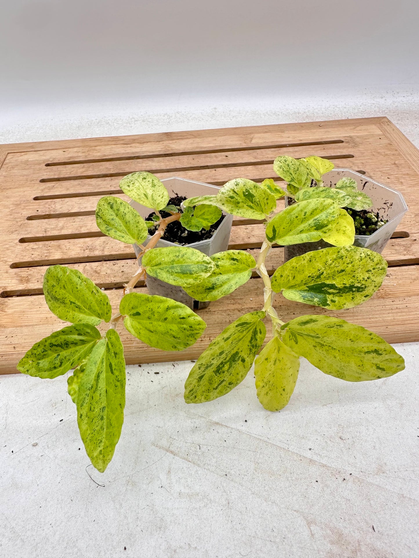 Begonia Watermelon Variegated