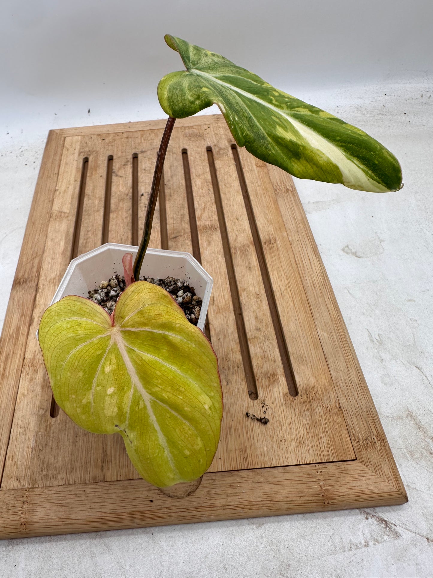 Philodendron Gloriosum Variegated