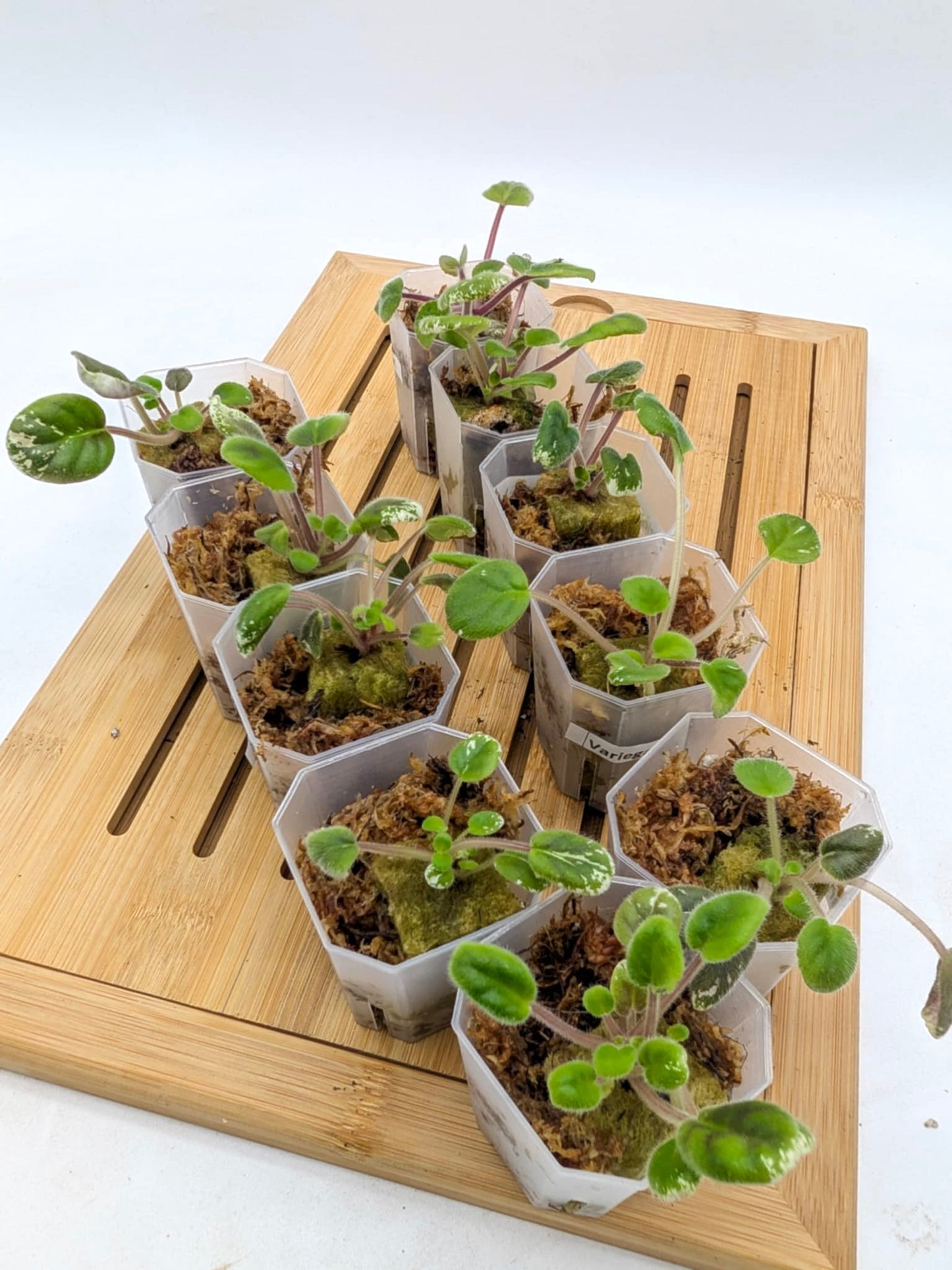 Variegated African Violet