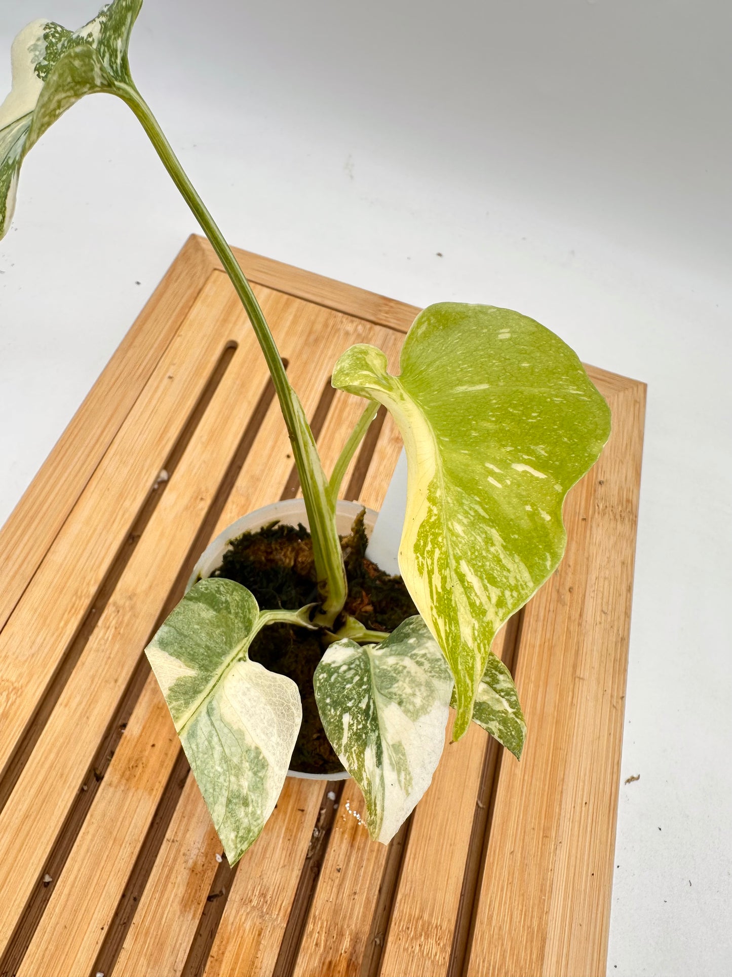 Monstera ‘White Snow’ 09