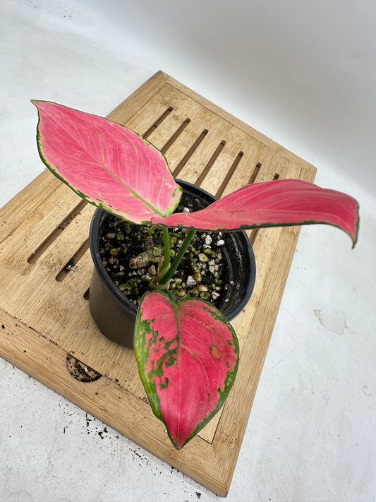 Aglaonema Suksom Jaipong