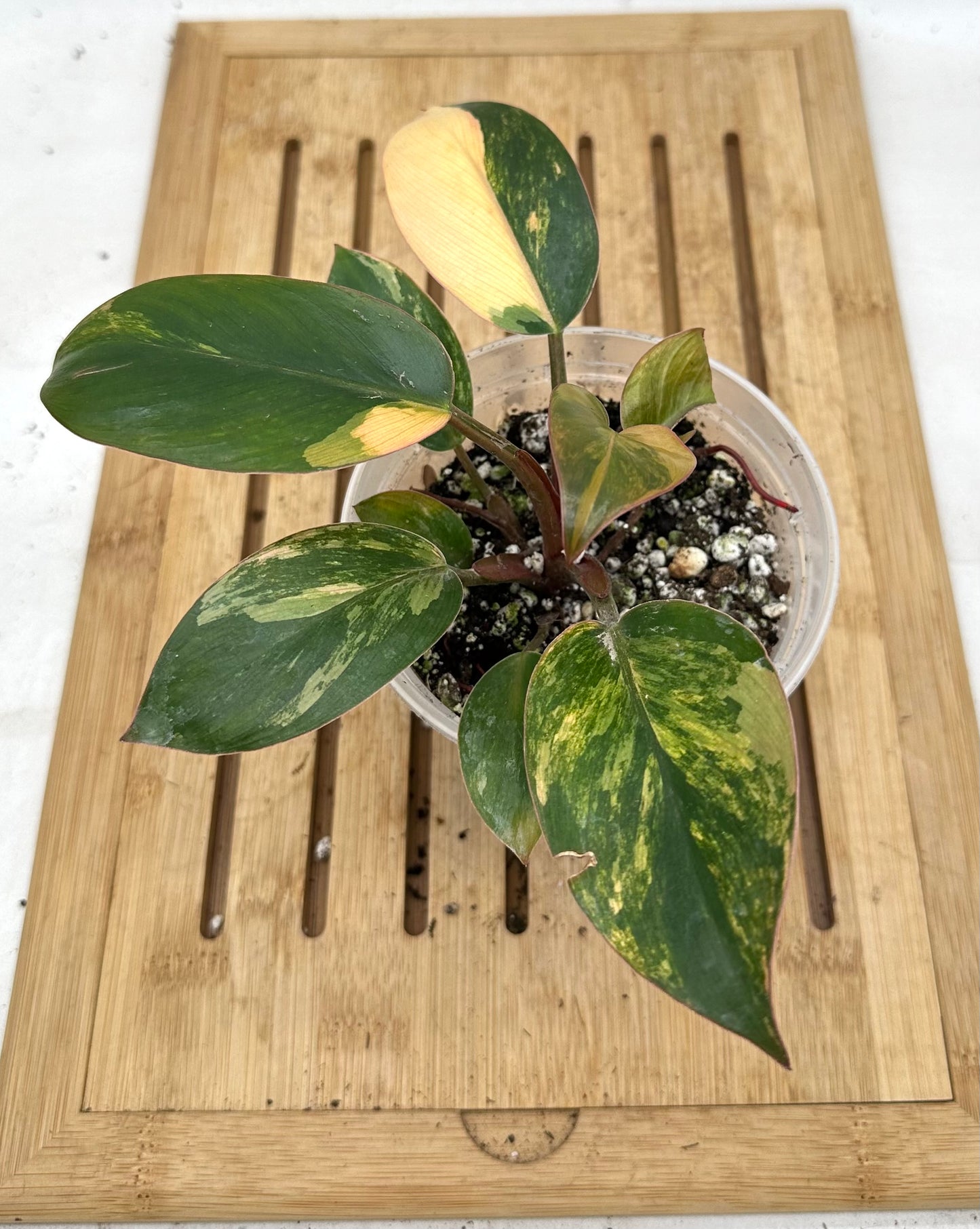 Black Friday Sales - 🦄Philodendron Red Congo Variegated