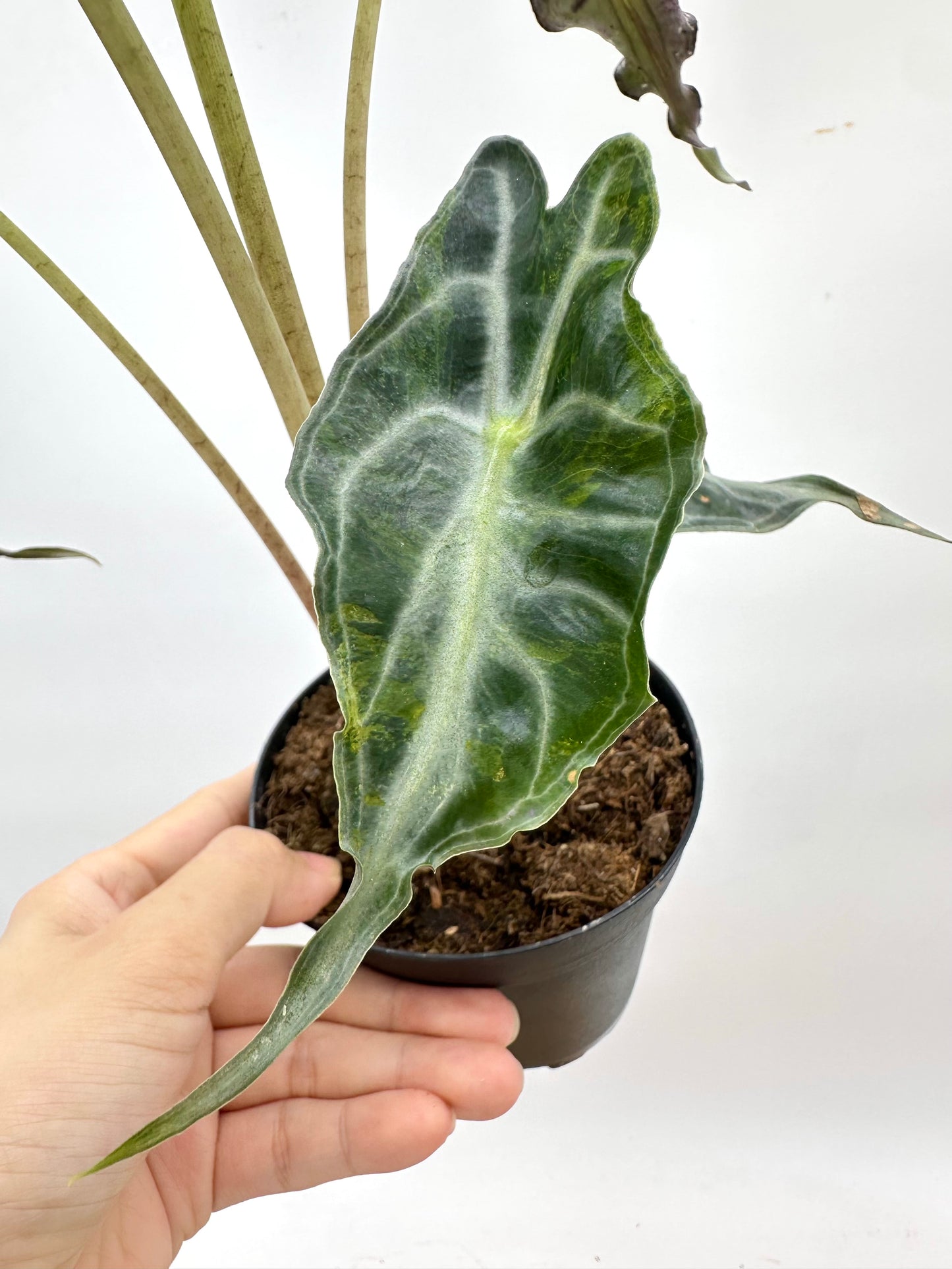 Alocasia Venom Variegated CORM