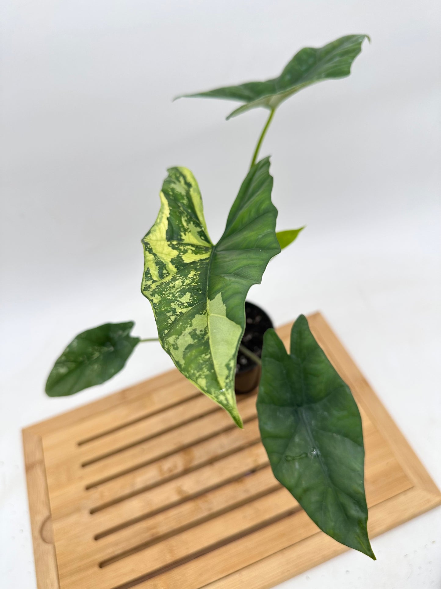 Alocasia Simpo Albo Variegated