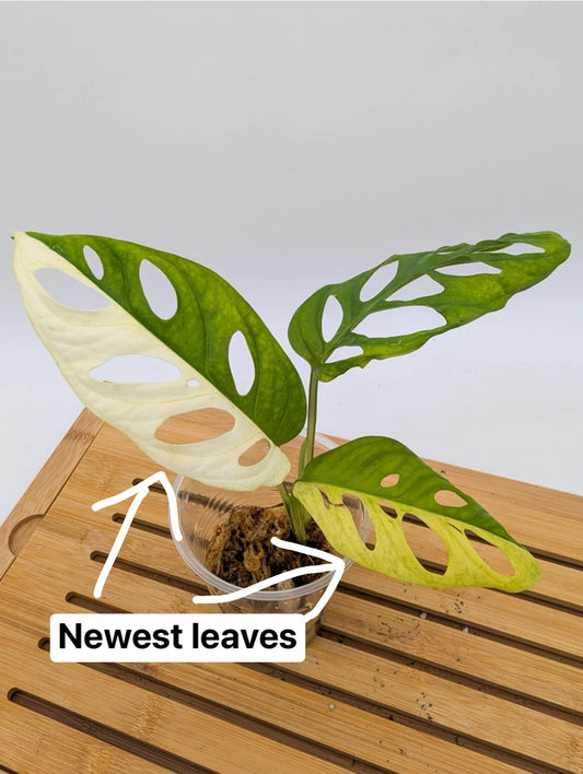 Monstera Adansonii Albo Variegated