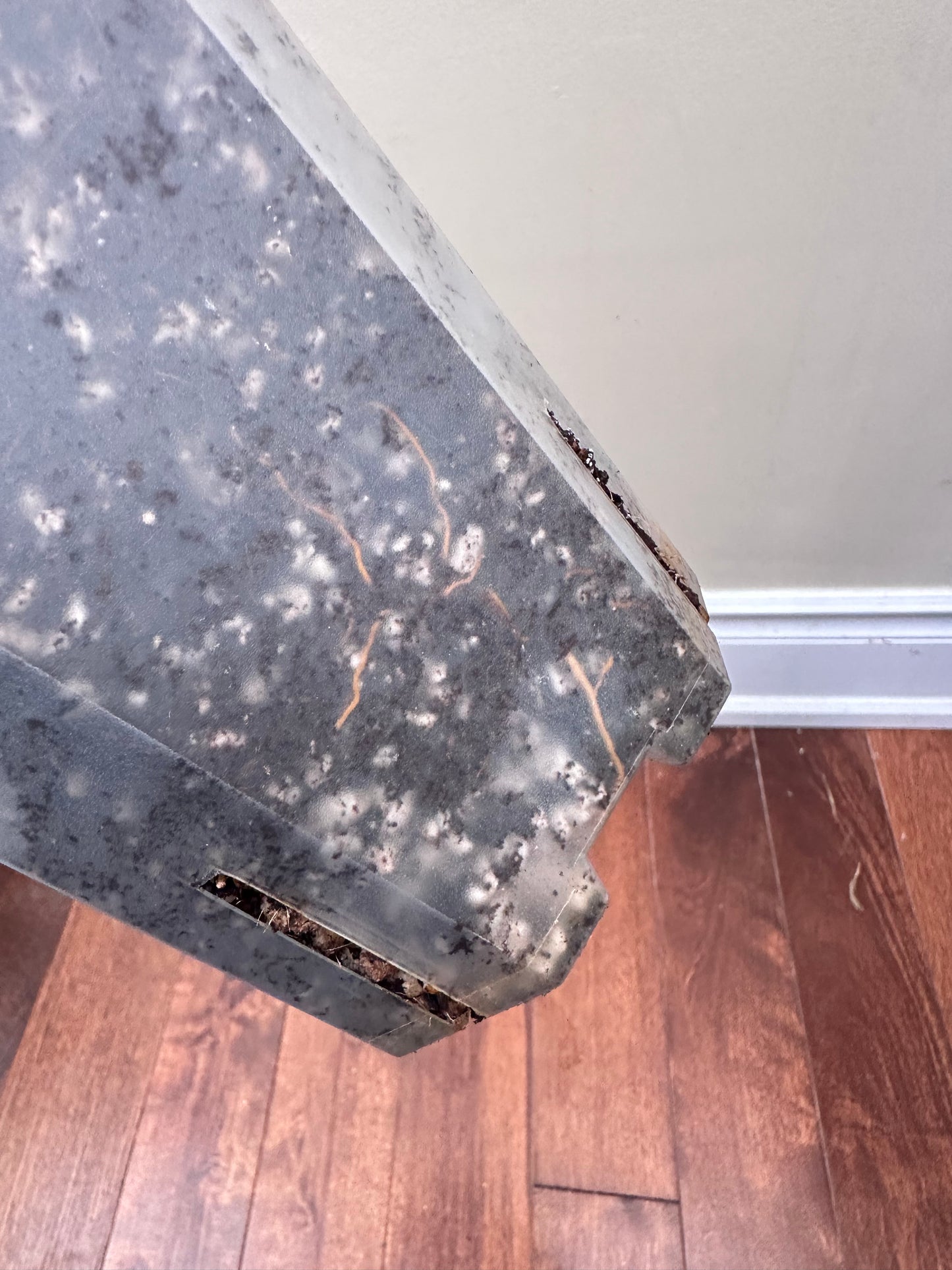 Money Tree Aurea Variegated