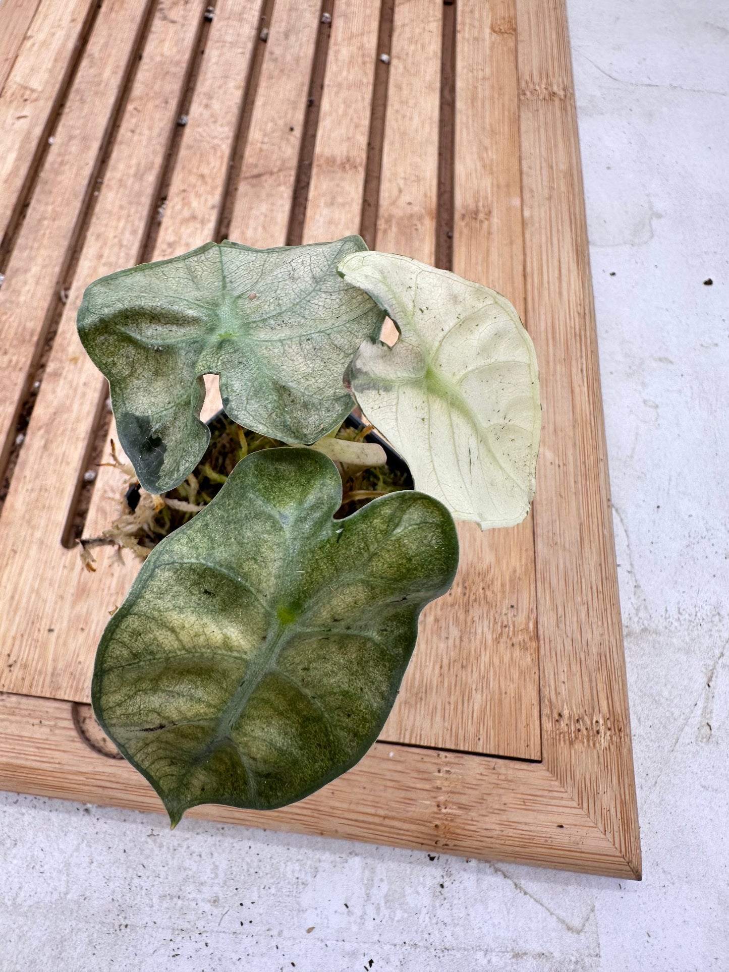 Alocasia Heart Balloon Variegated - Canada Day Sale