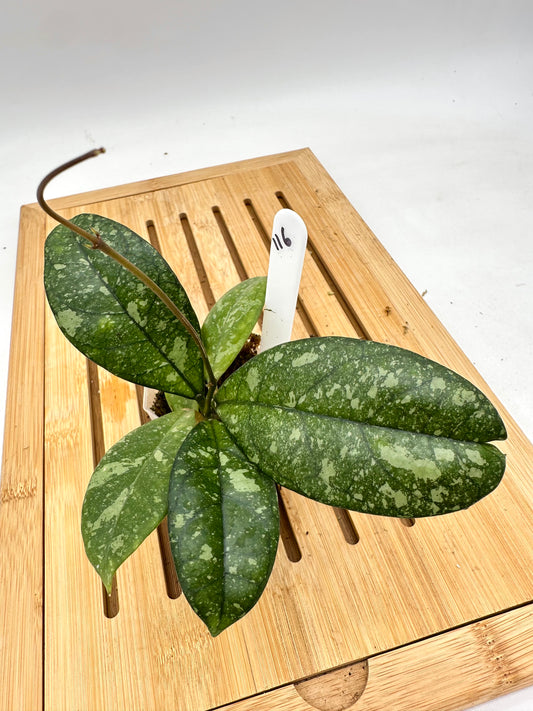 Hoya Crassipetiolata Splash