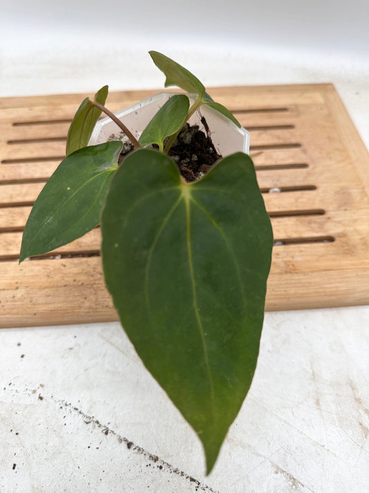 Anthurium Blue Papillilaminum X Fort Sherman