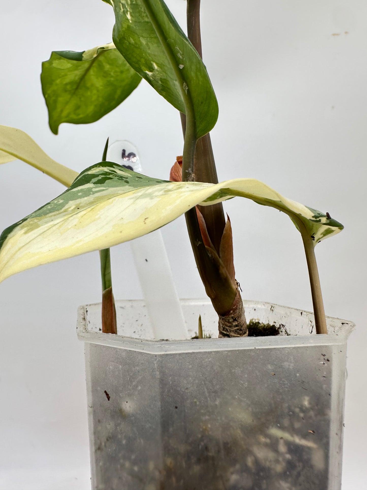 Aglaonema Manila Pride - 4 Growths