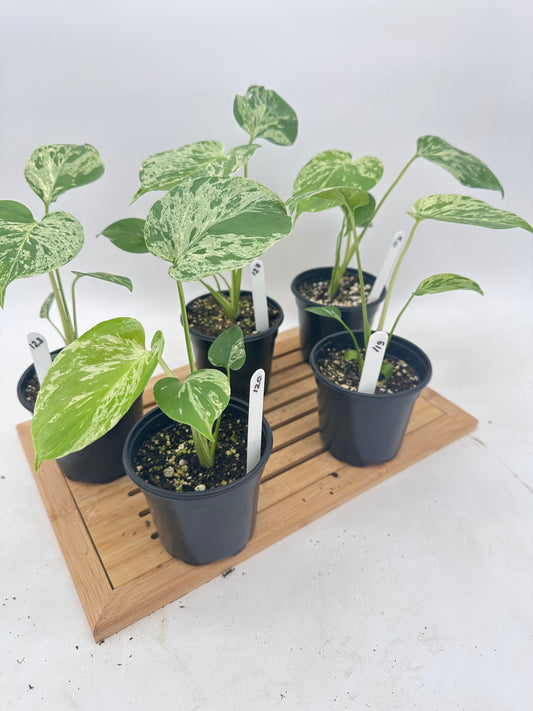 *August Hot Sale 🐢 Monstera Bulbasaur in 4” Pot