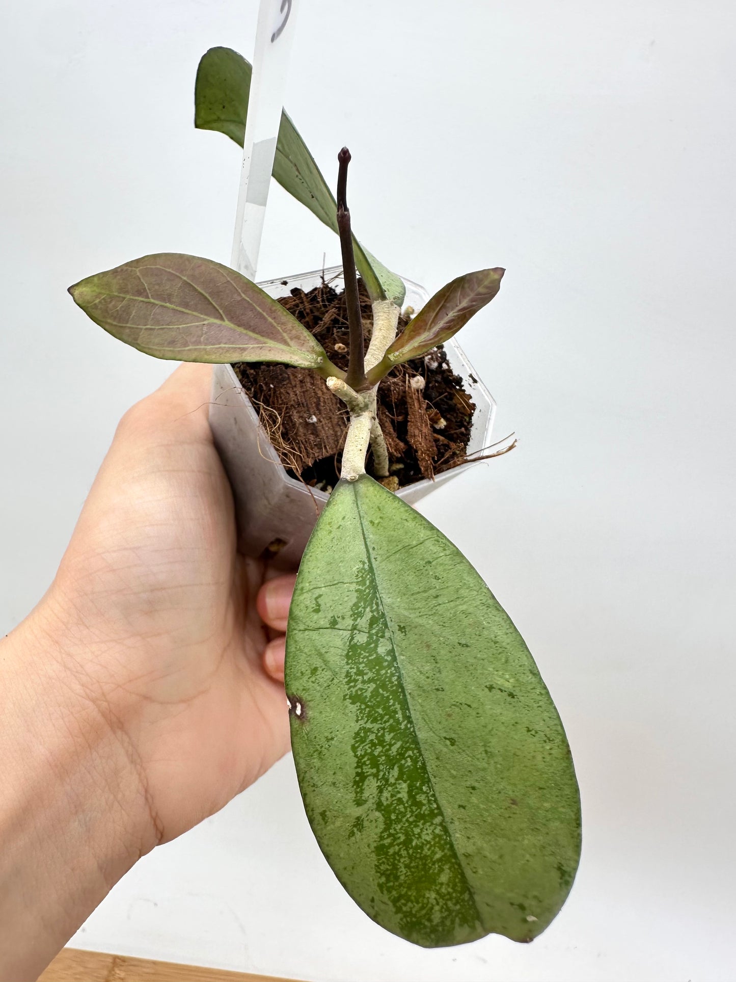 Hoya Meena Silver
