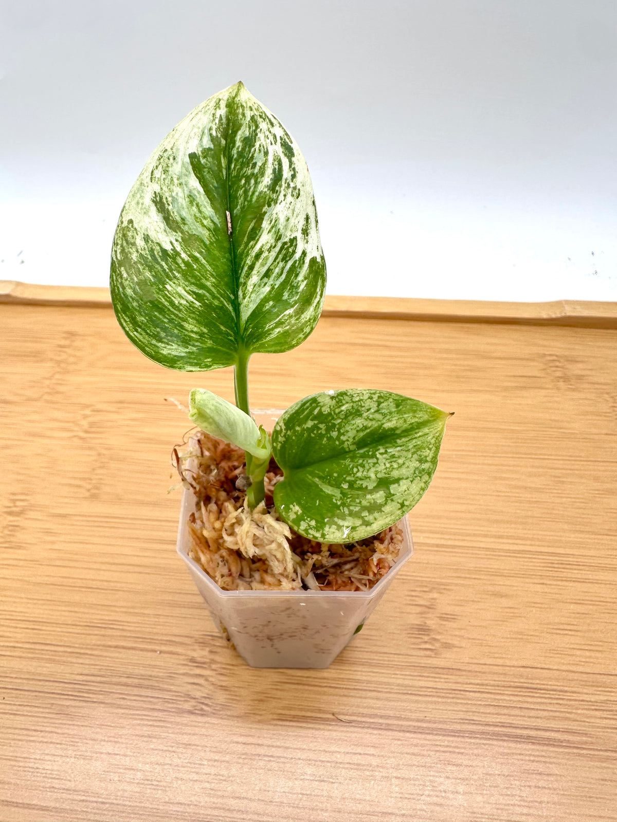 Scindapsus Treubii Moonlight White Marble Variegated