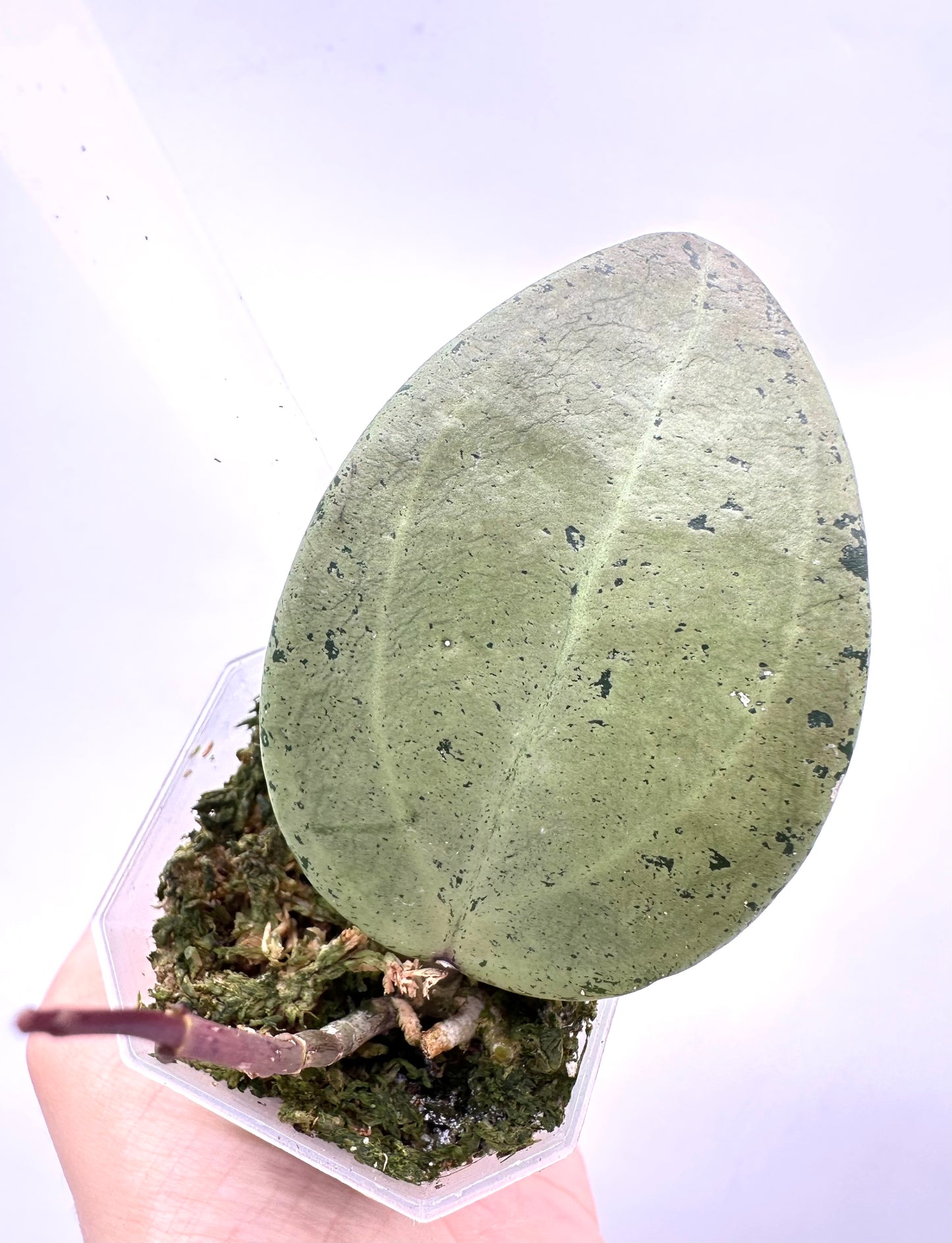 Hoya Verticillata Silver Heart