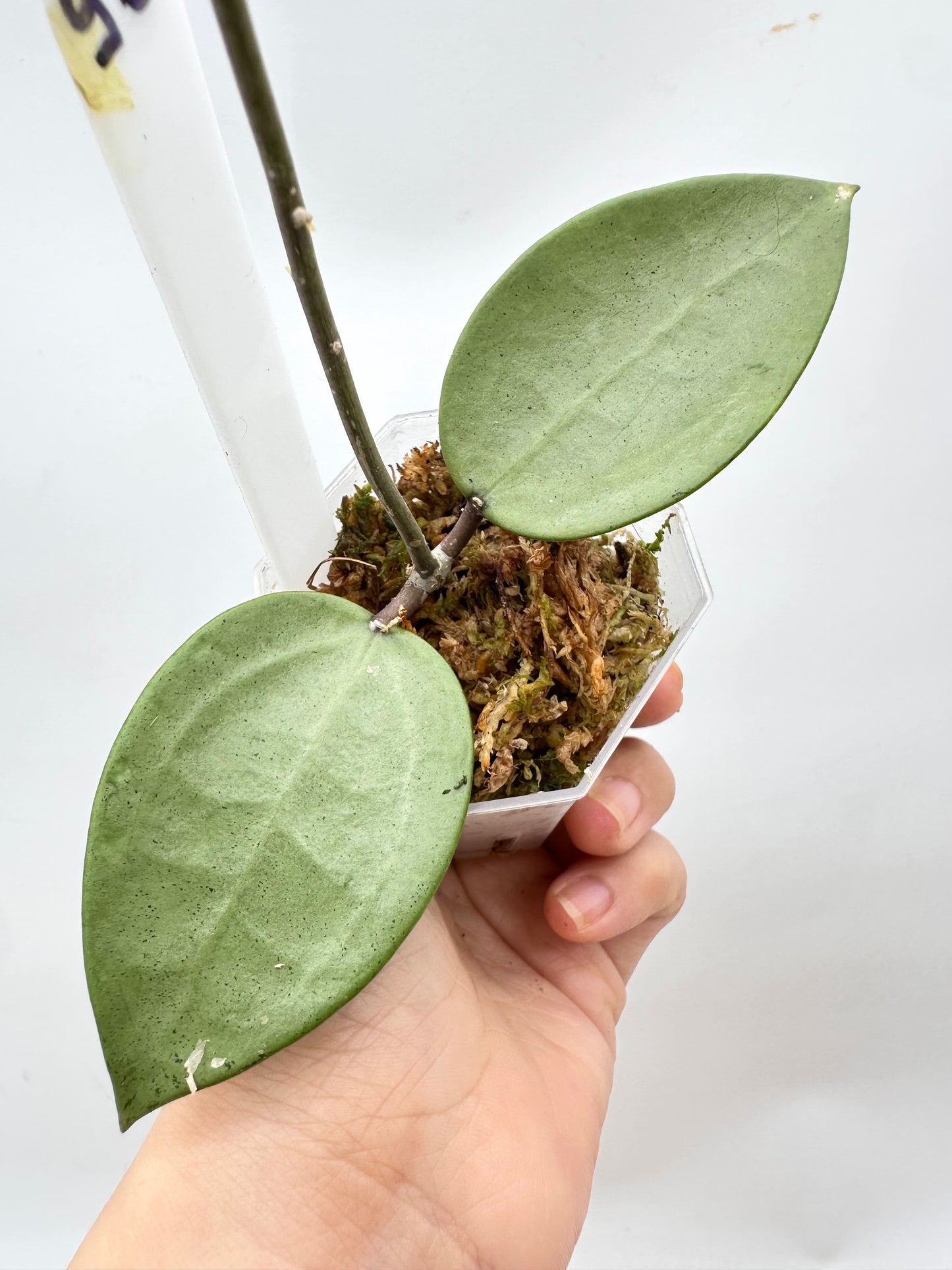 Hoya Verticillata ‘Silver Heart’