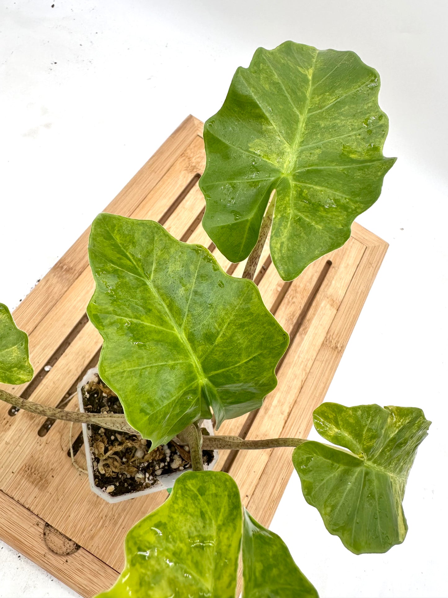 Thanksgiving Sales - Variegated Alocasia Portora Aurea - Rare Find