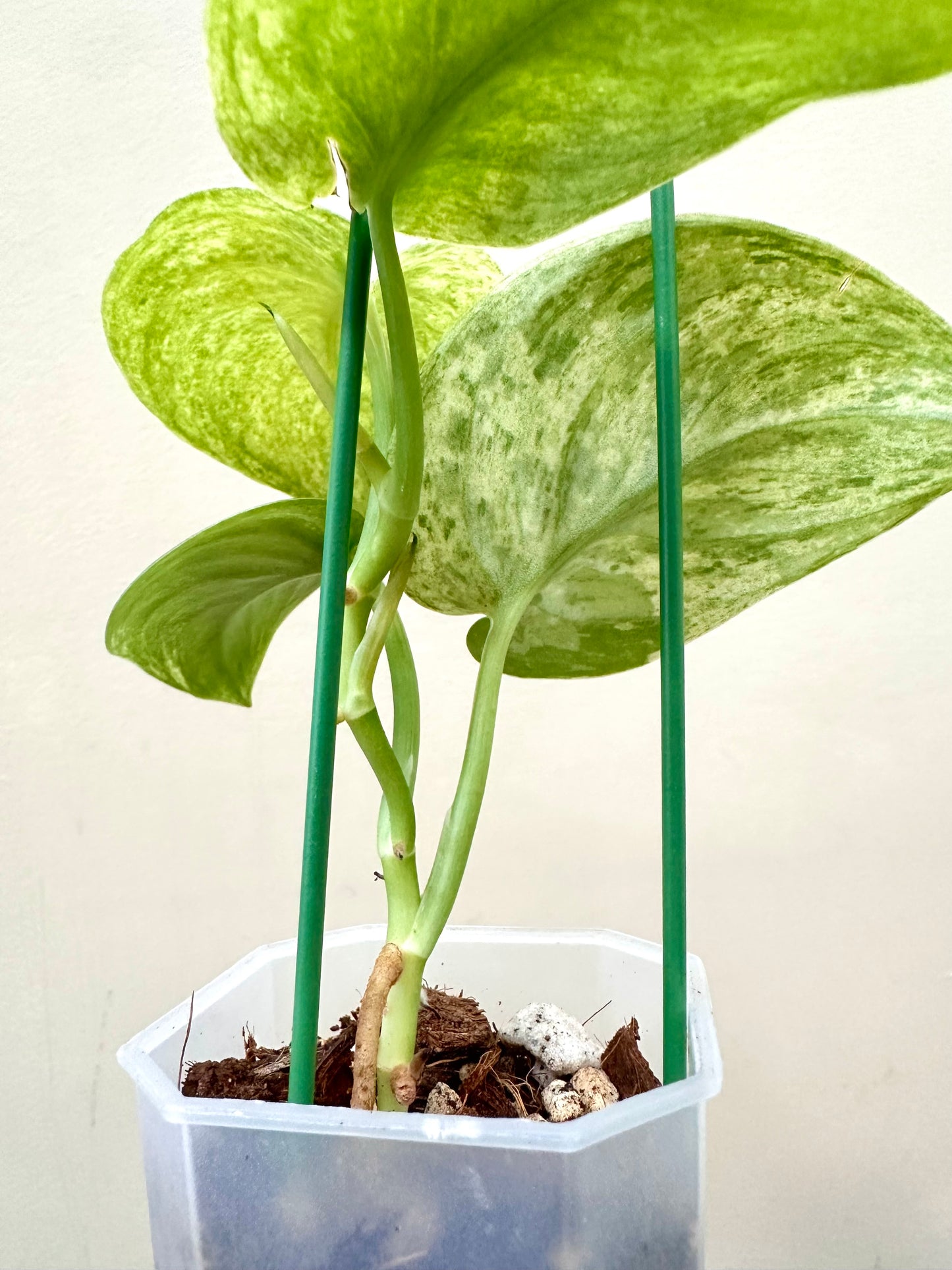Scindapsus Halimoon