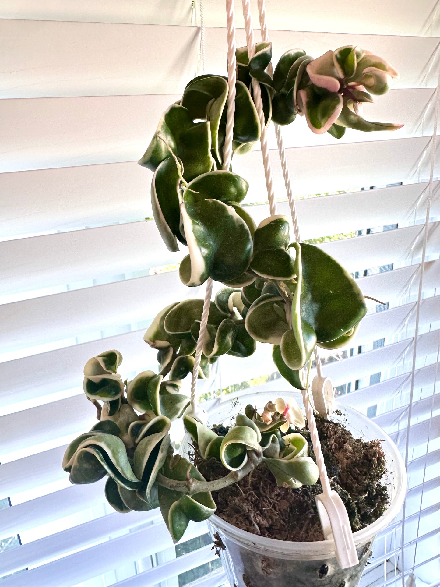 Hoya Compacta Albo Variegated - Multiple Active Growths - Clearance Sale