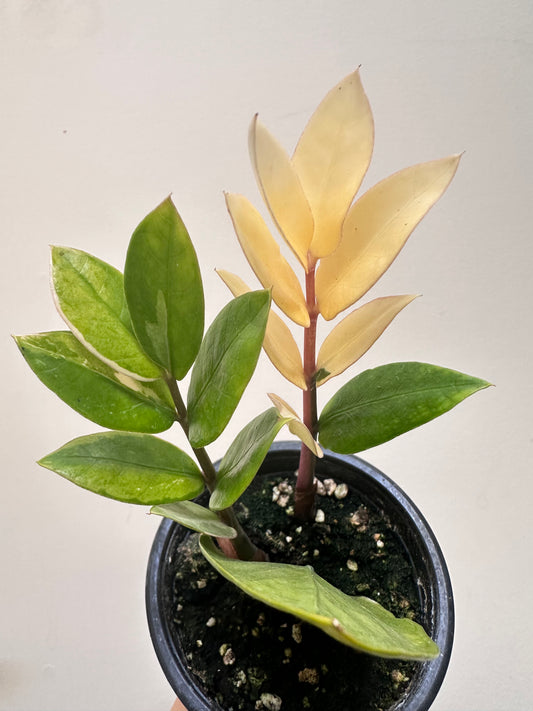 Variegated Zz