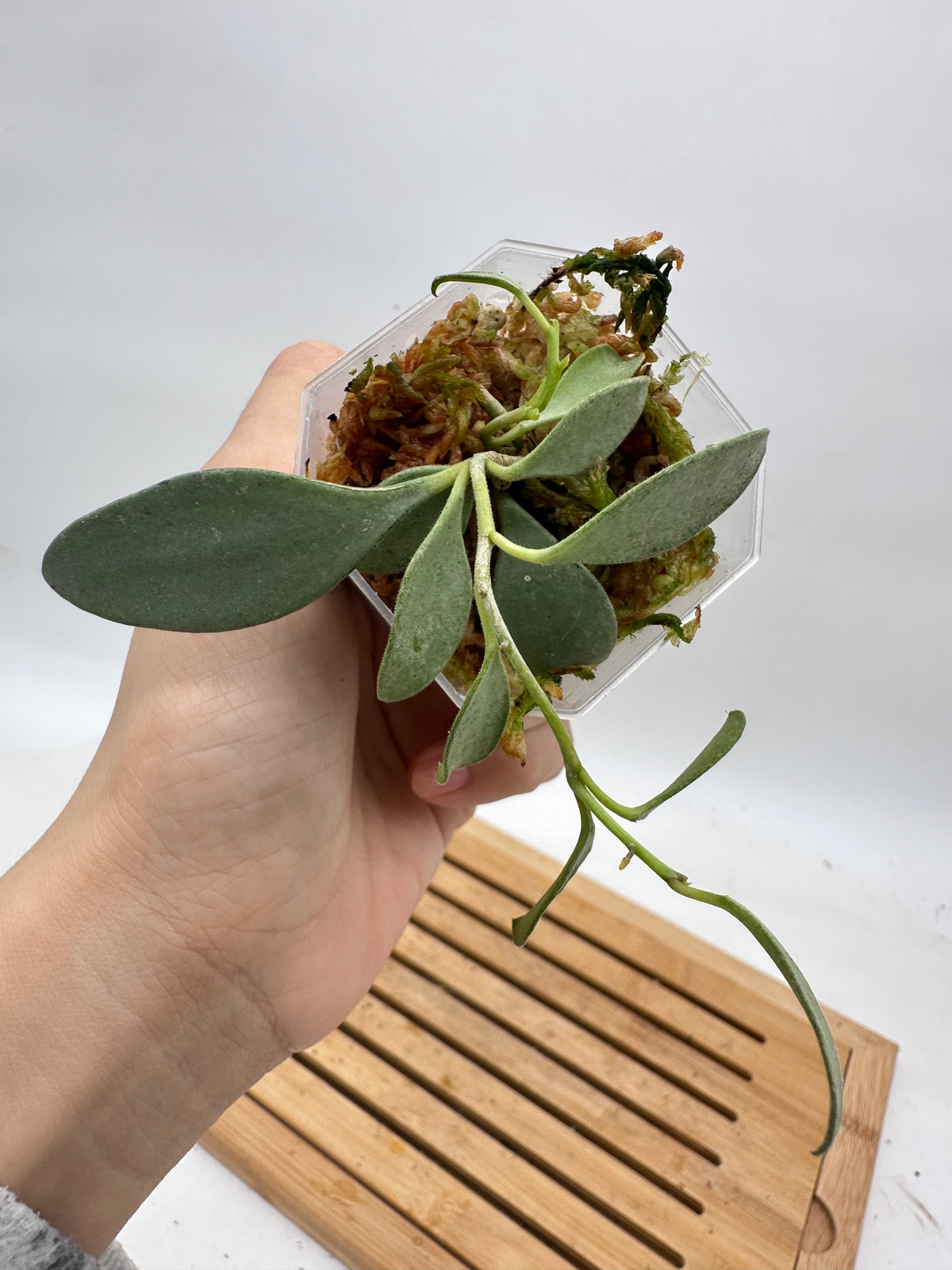 Hoya Nummularioides Silver