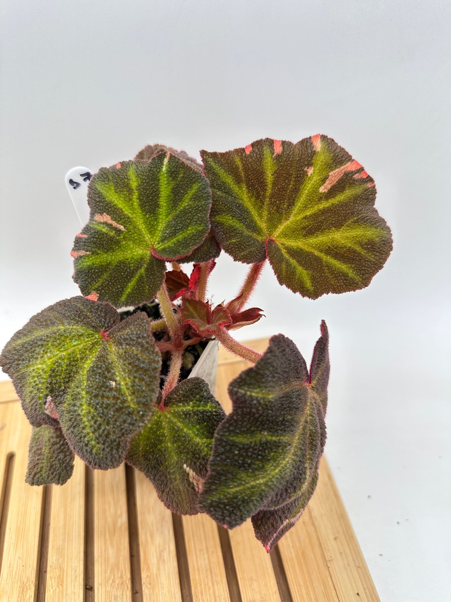 Begonia Soli Mutata Pink Variegated