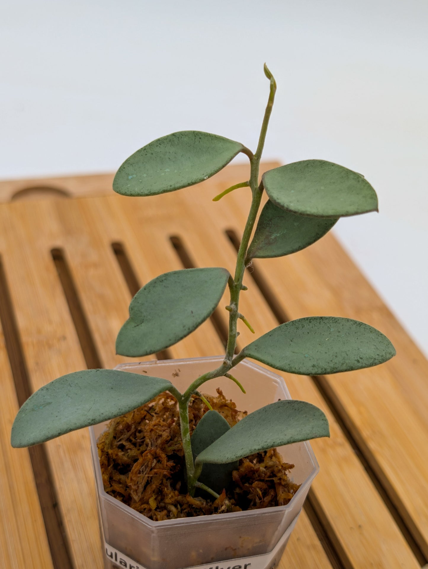 Hoya Nummularioides Silver