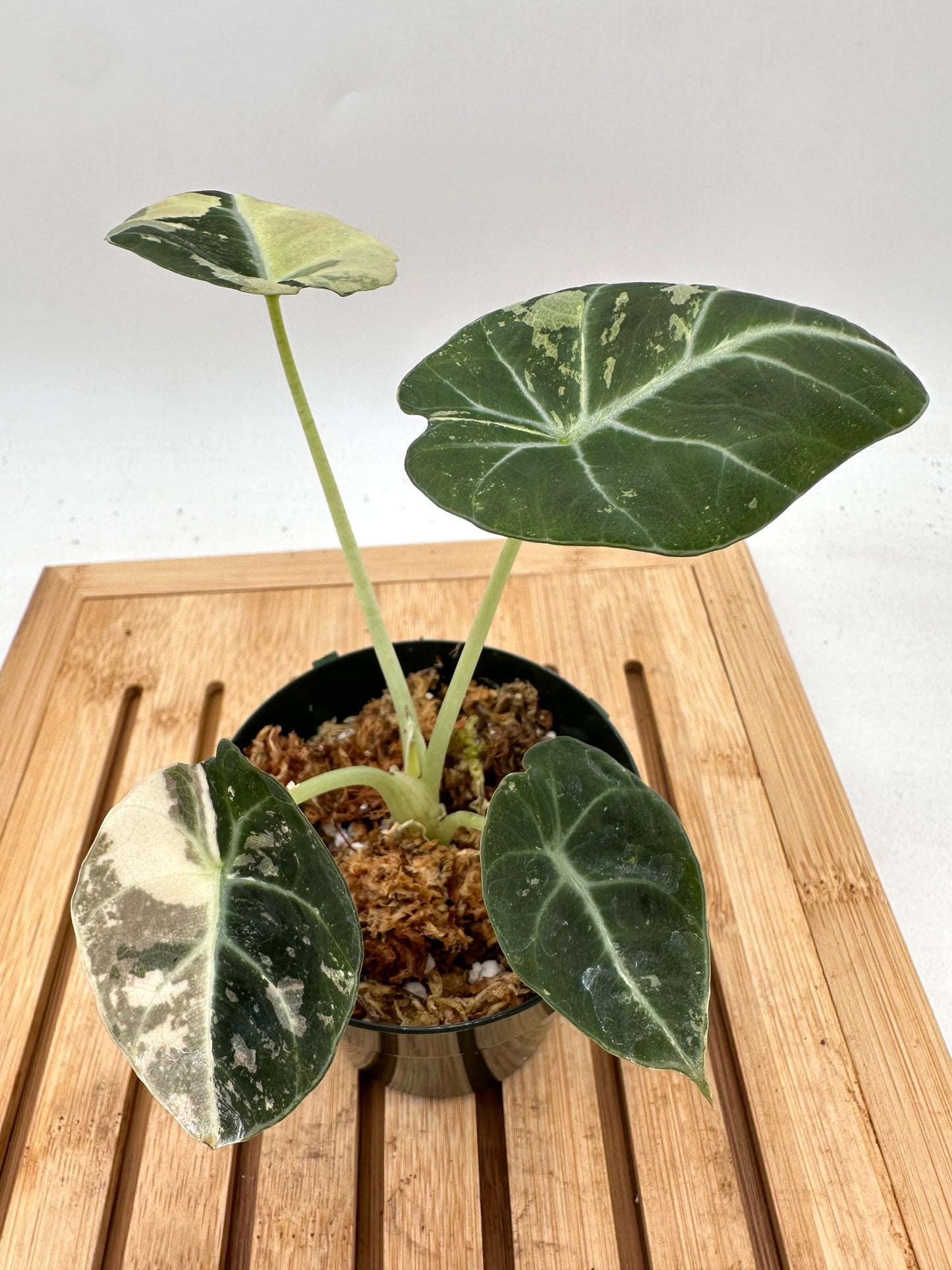 Alocasia Black Velvet Pink Albo Variegated