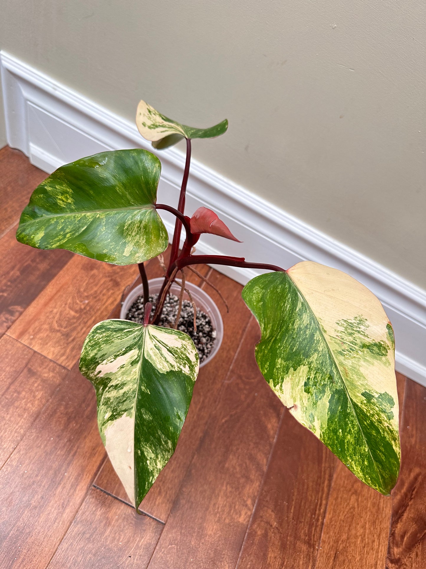 Philodendron Strawberry Shake Variegated