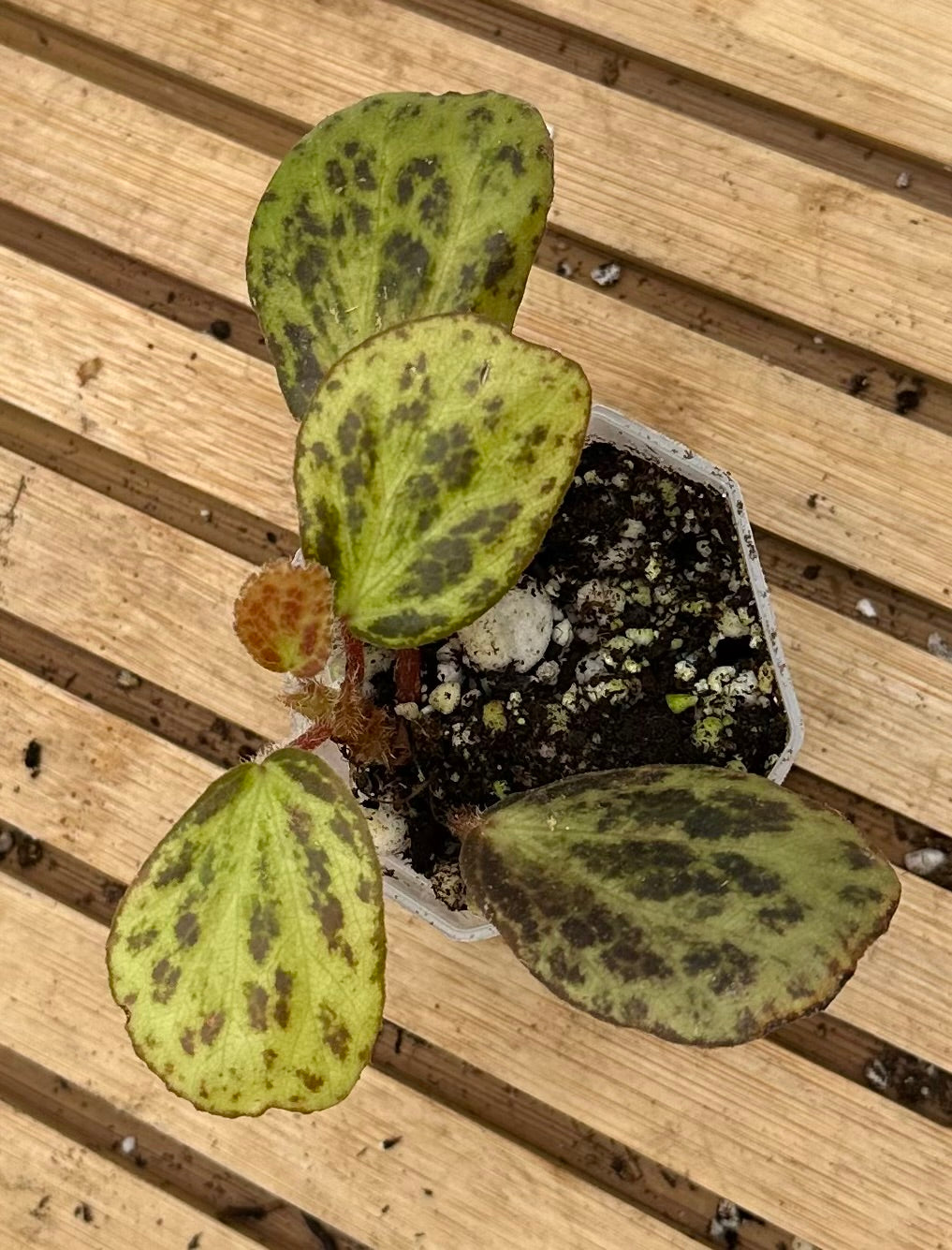 Begonia Blancii Mottled Form