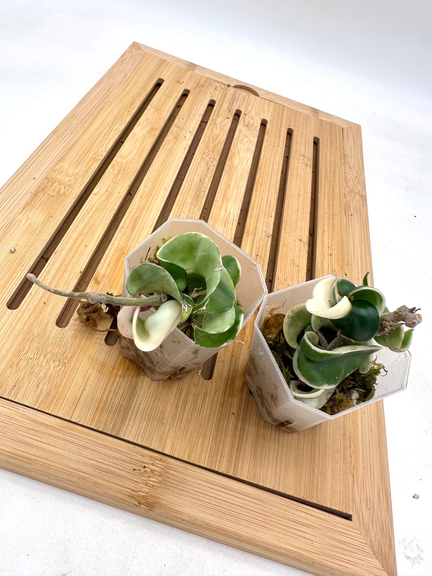 Hoya Compacta Hindu Rope Albo Variegated