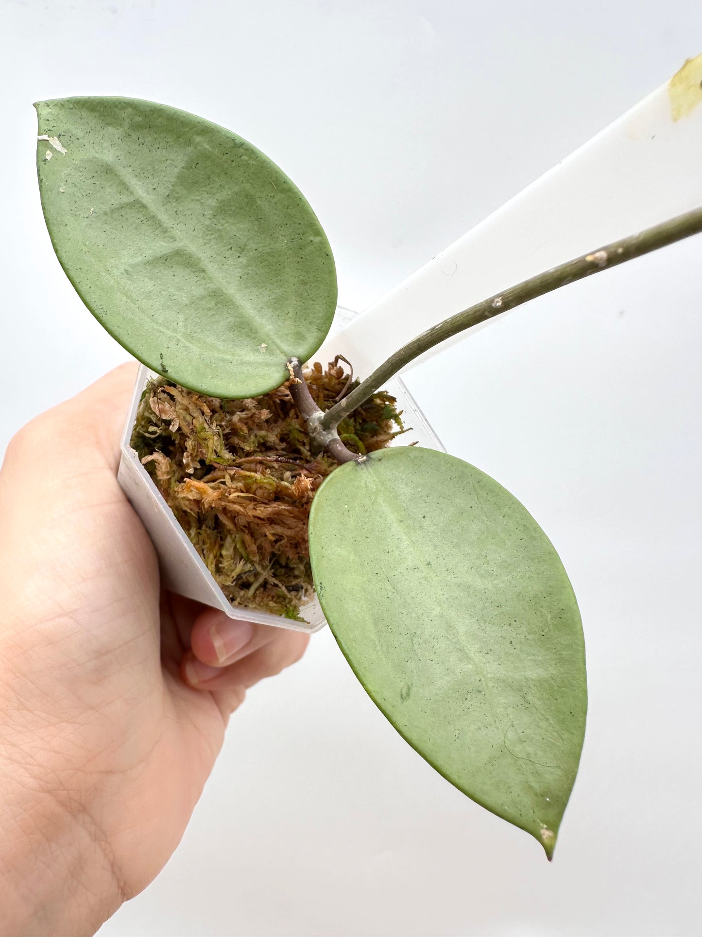 Hoya Verticillata ‘Silver Heart’