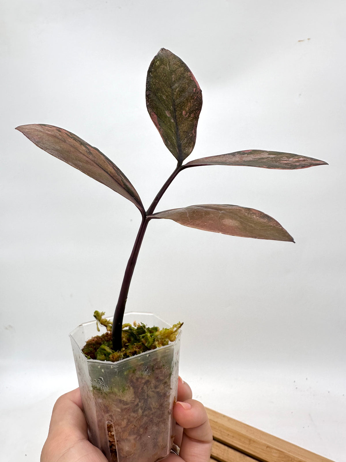 Raven Zz Variegated