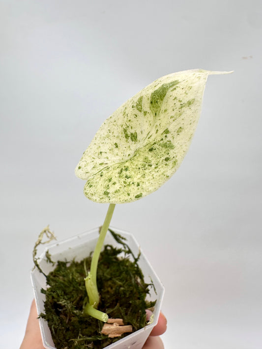 Alocasia Dragon Scale Mint Variegated