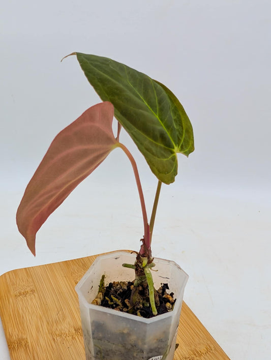 Anthurium Fort Sherman x X One