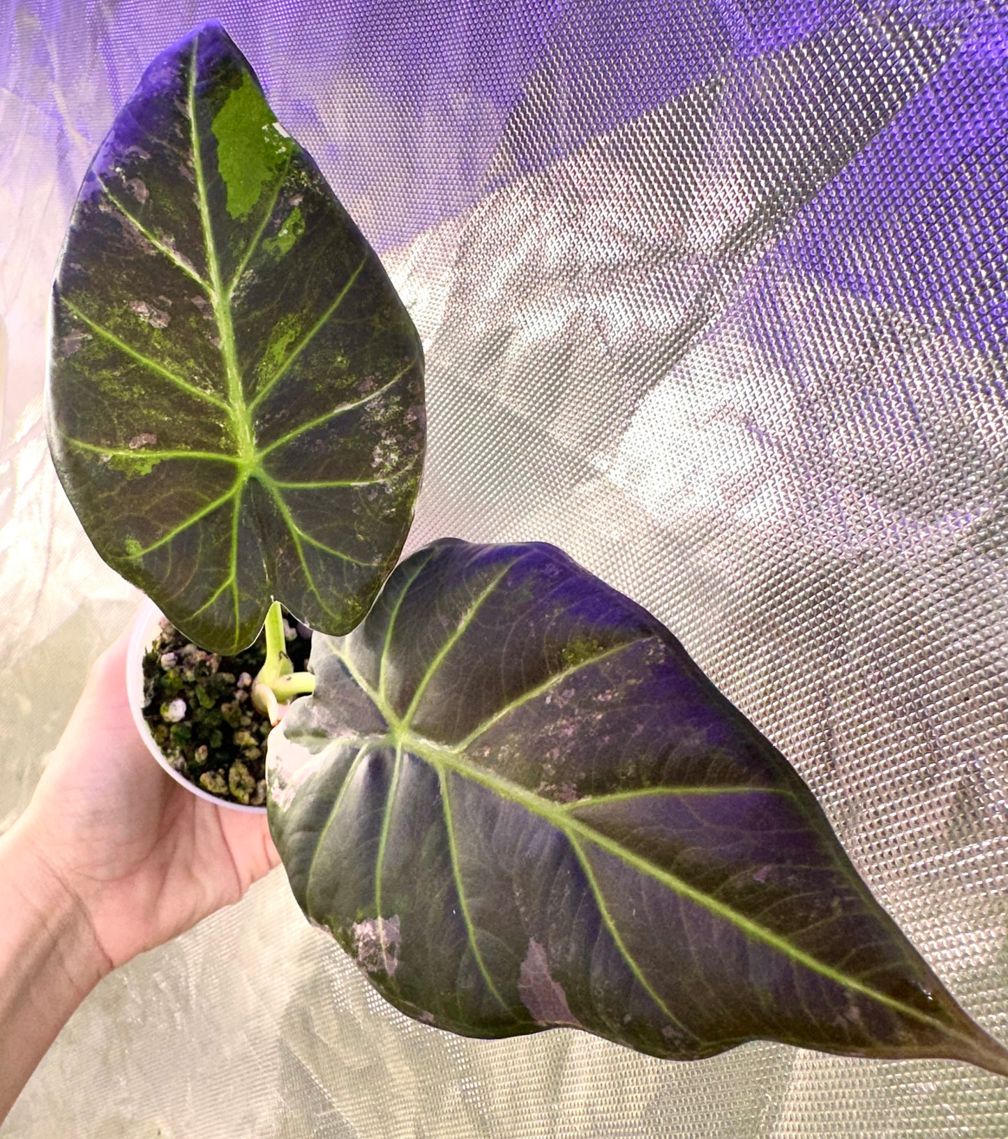 Alocasia Regal Shields Albo Variegated - Grown from a big corm