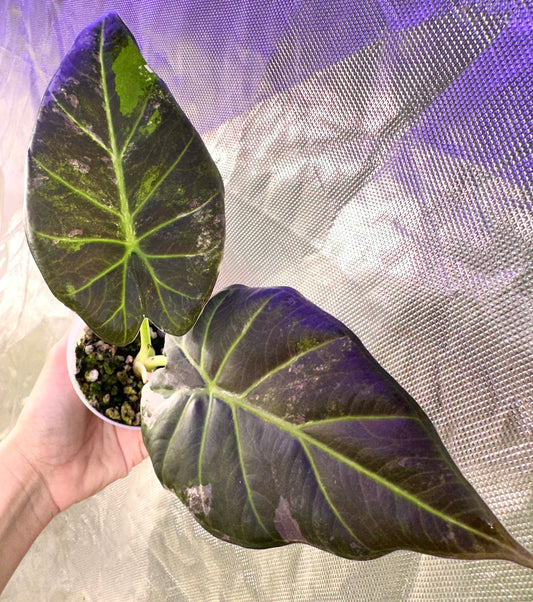 Alocasia Regal Shields Albo Variegated - Grown from a big corm