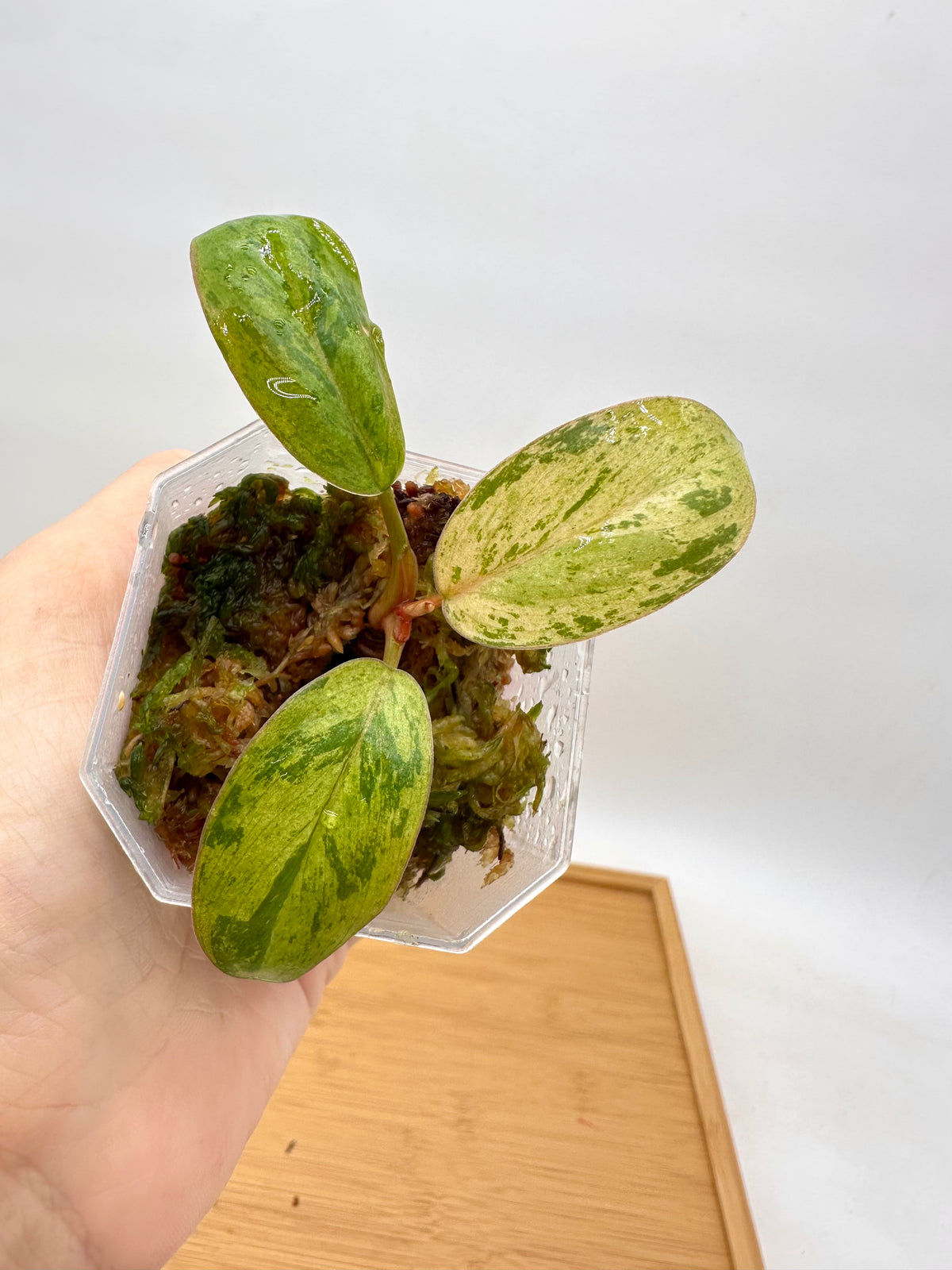 Philodendron Red Congo Dwarf Mint Variegated - Small prop