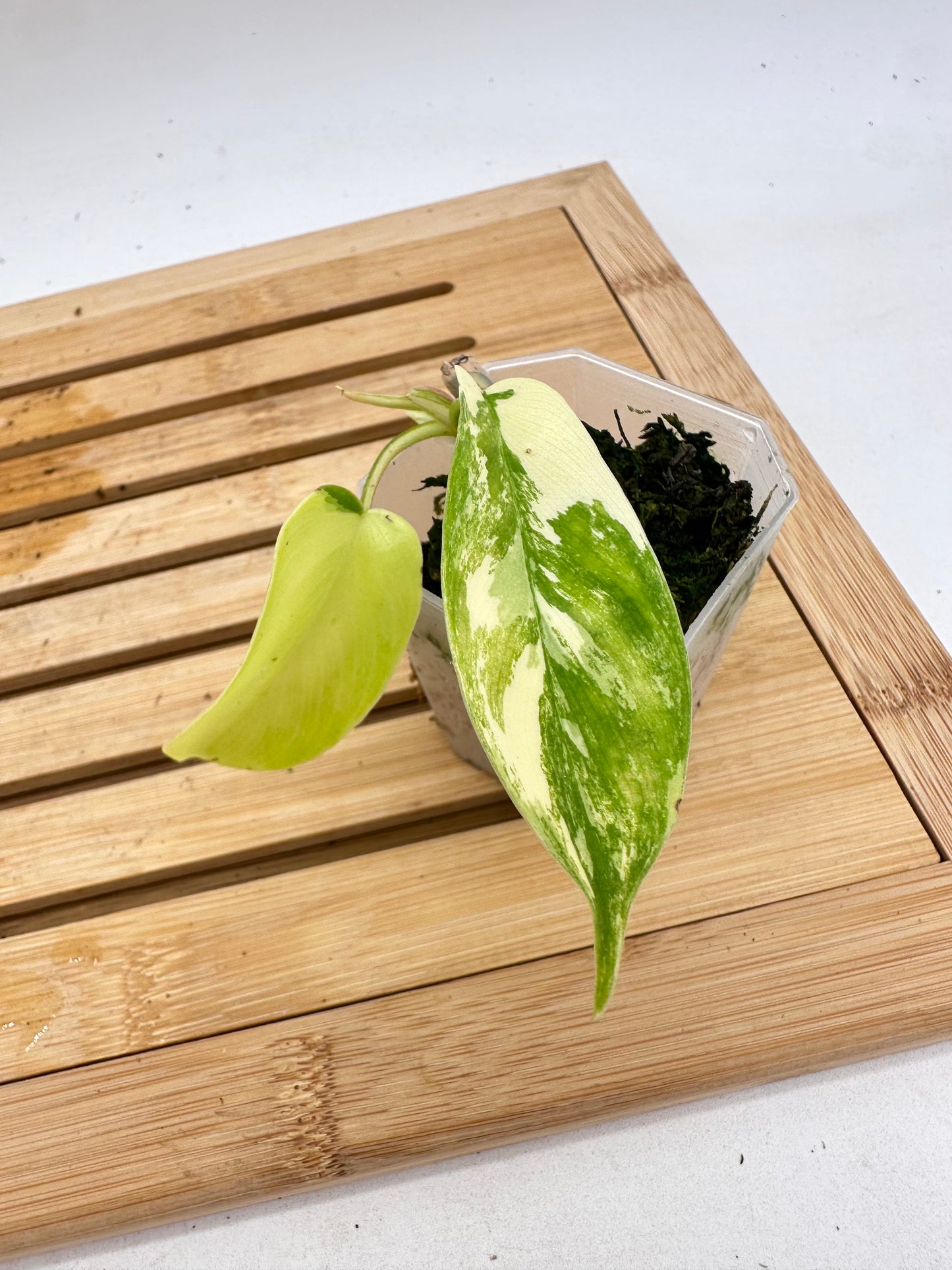 Philodendron Florida Beauty - Small Plant