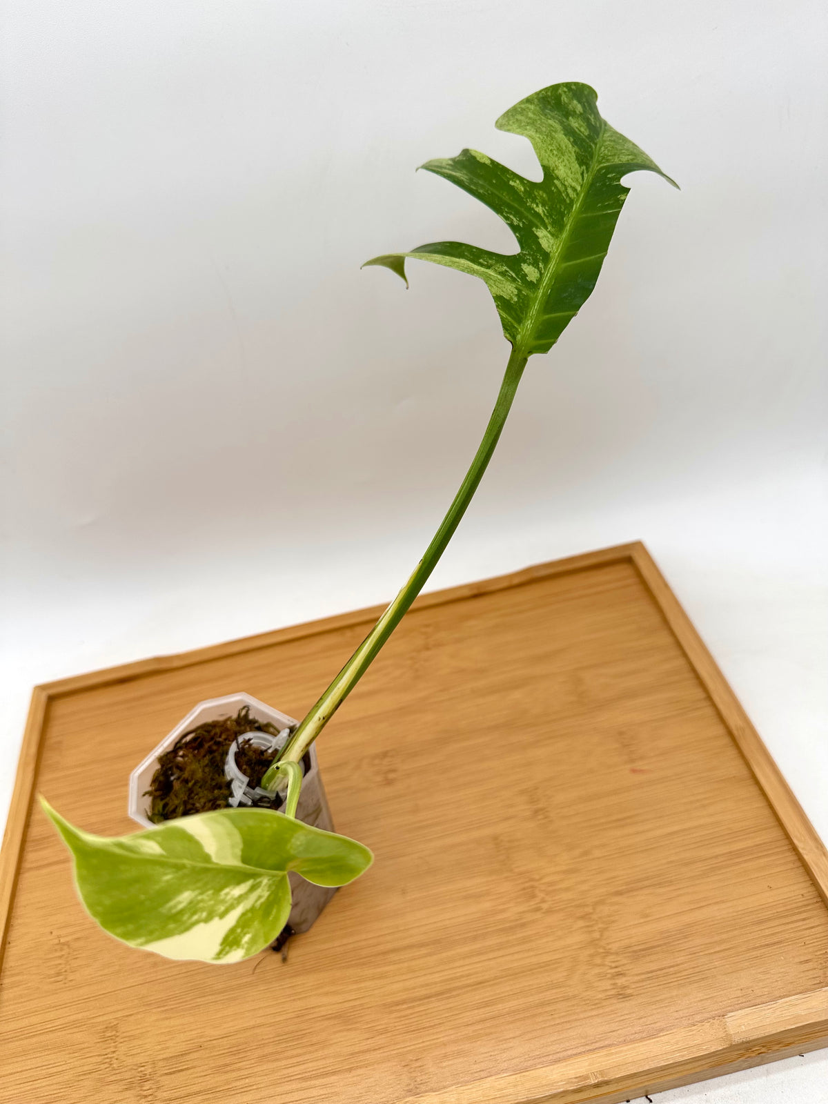 Monstera ‘Jungle Mint’