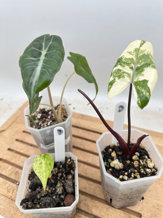 Combo Sale - Alocasia Venom & Alocasia Cucullata Mint Variegated & Alocasia Black Stem Albo Variegated