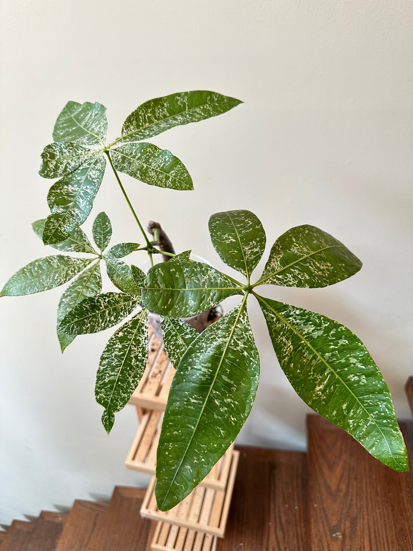 Variegated Money Tree (good size)