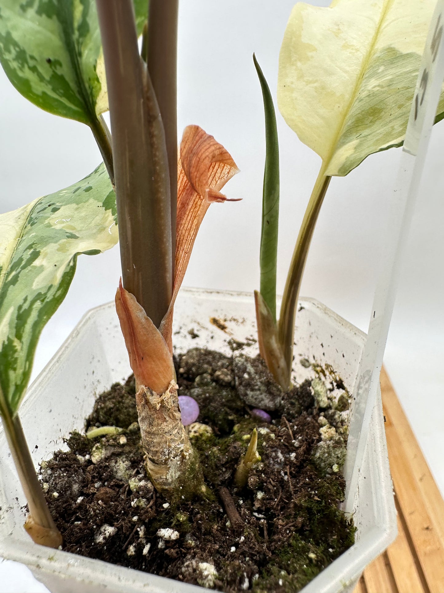 Aglaonema Manila Pride - 4 Growths
