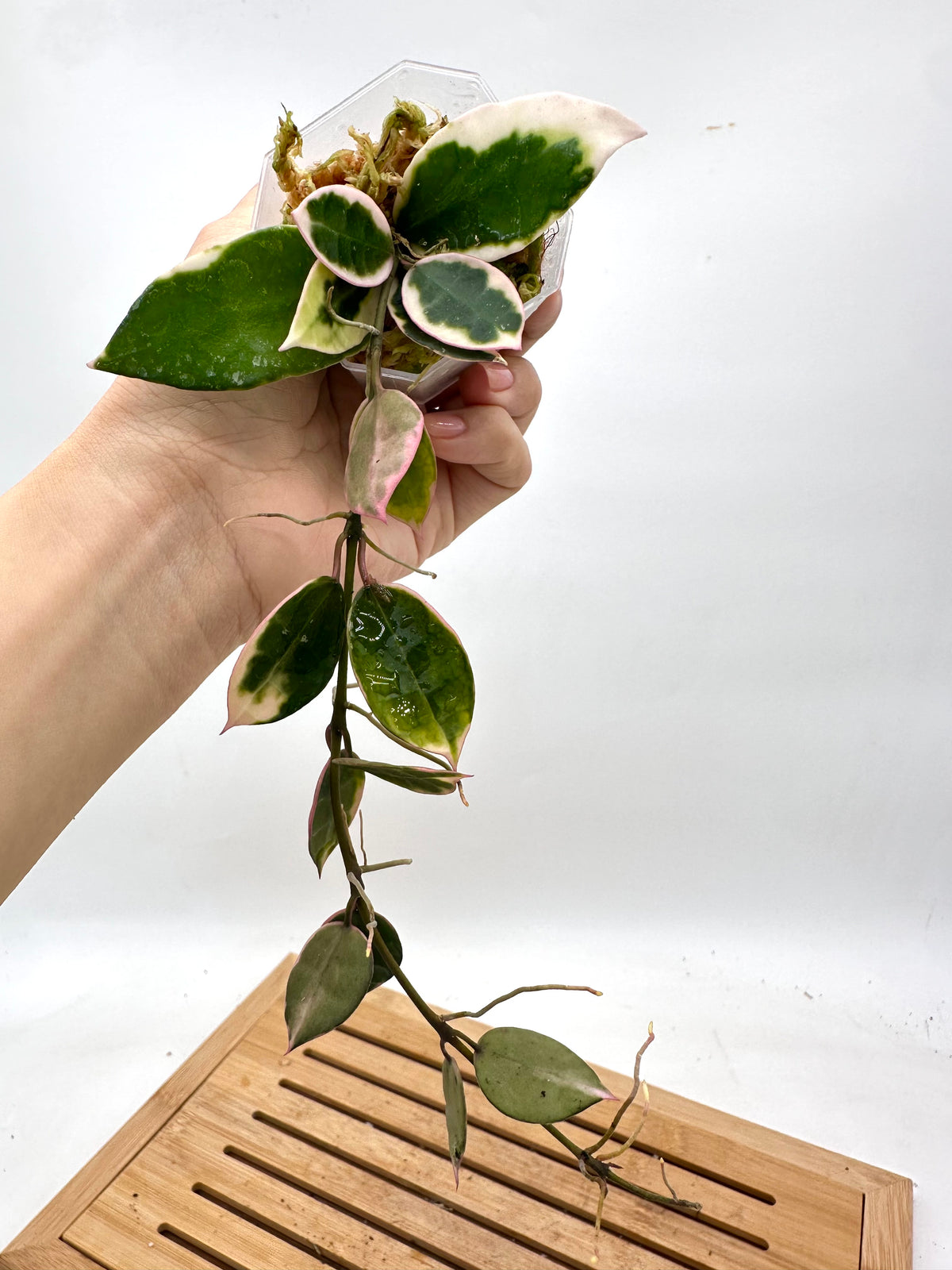 Hoya Lacunosa ‘Asami’ Variegated