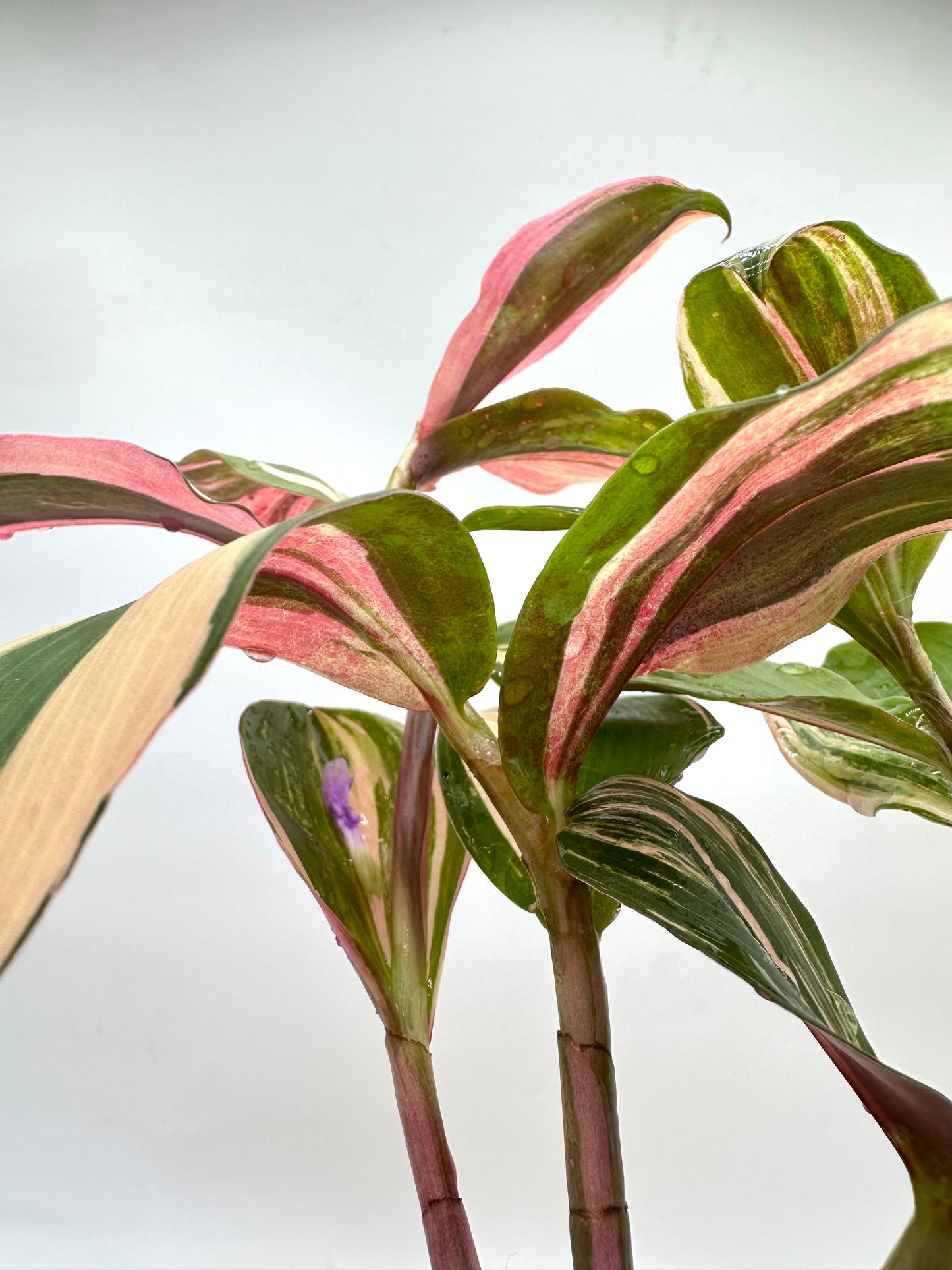Spiral Ginger - Rare Pink Variegated 🩷