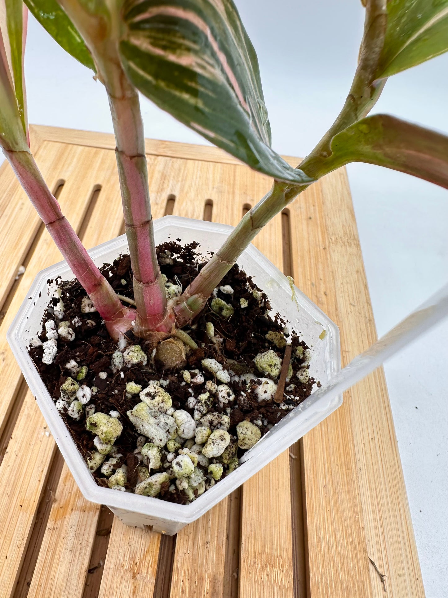 Spiral Ginger - Rare Pink Variegated 🩷