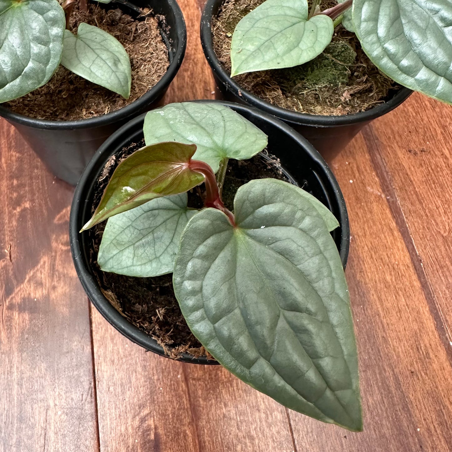 Anthurium Luxurians Platinum