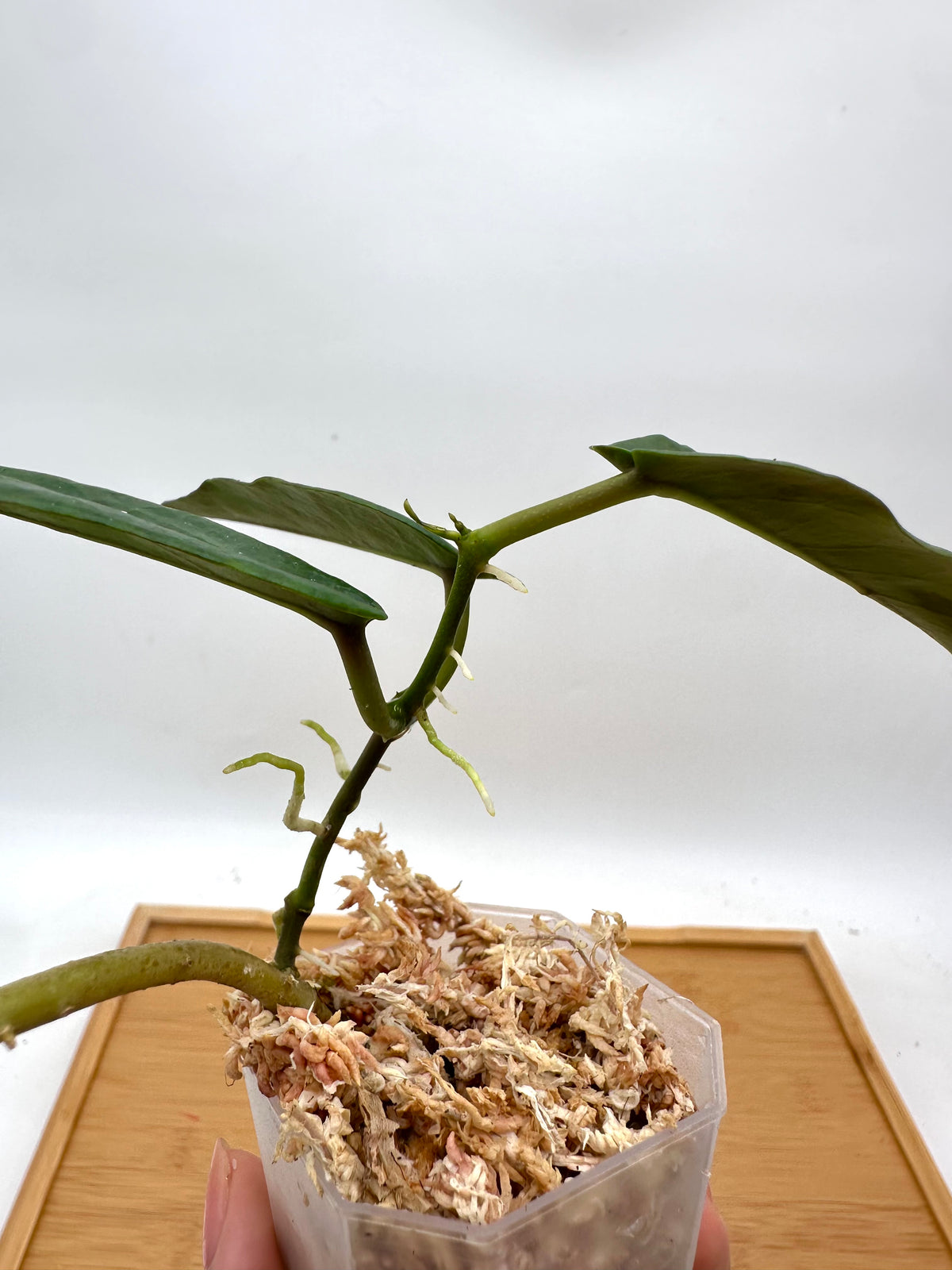 Hoya Piestolepis NS11-029