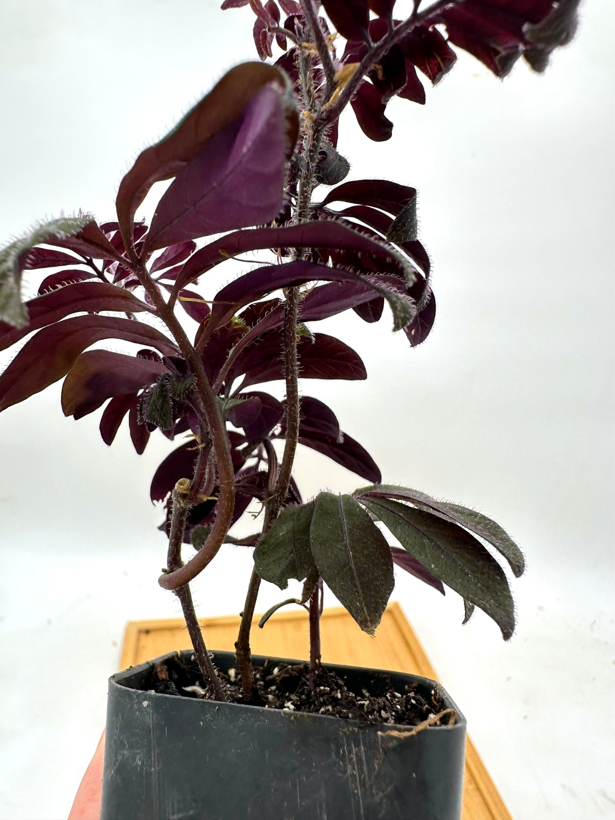 Solanum Uleanum